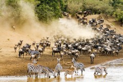 Maasai Mara Migration