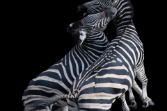 Fighting zebra in black and white