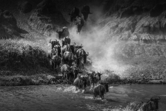 Gnu herd crossing the Mara River