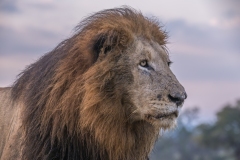 male lion at sunset