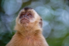 Capuchin monkey looking up