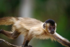 Capuchin monkey climbing