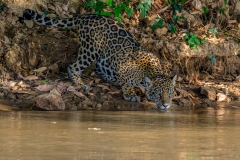 Jaguar drinking