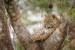 Jaguar reclining in a tree