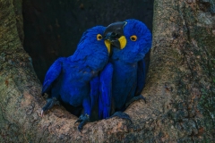 Hyacinth macaw pair