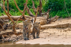 Mother jaguar and cub